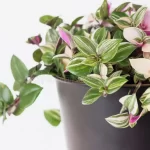 Care Tips for Growing Beautiful and Healthy Tradescantia