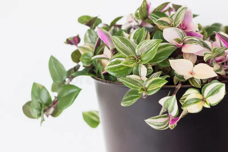 Care Tips for Growing Beautiful and Healthy Tradescantia