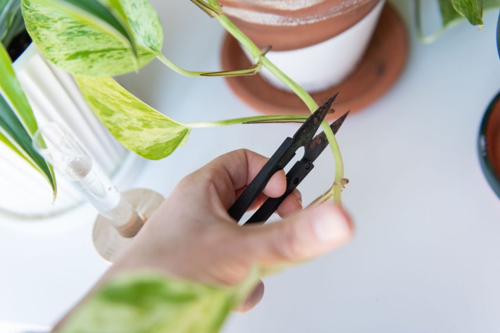 How to Propagate Your Umbrella Plant