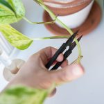 How to Propagate Your Umbrella Plant