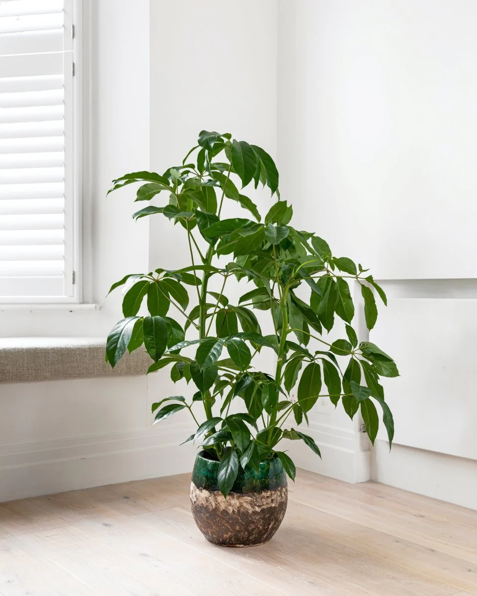 Tips for Choosing the Right Umbrella Plant Variety插图