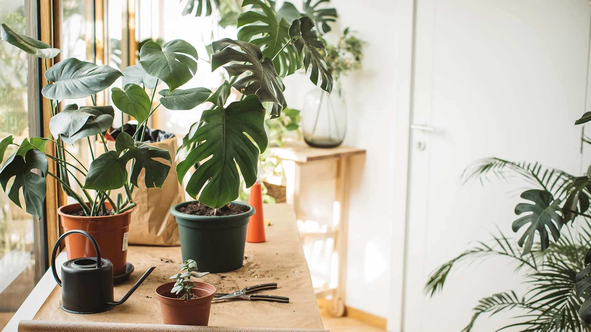 The Best Temperature Range for Umbrella Plants缩略图