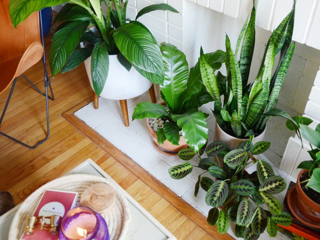 5 Ways to Enjoy the Natural Beauty of Your Umbrella Plant