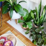 5 Ways to Enjoy the Natural Beauty of Your Umbrella Plant