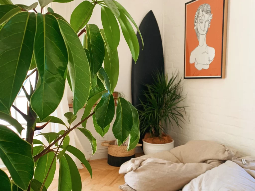 5 Great Ways to Decorate with Umbrella Plants