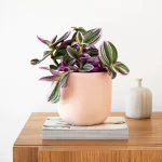 Incorporating Tradescantia into Your Home Décor