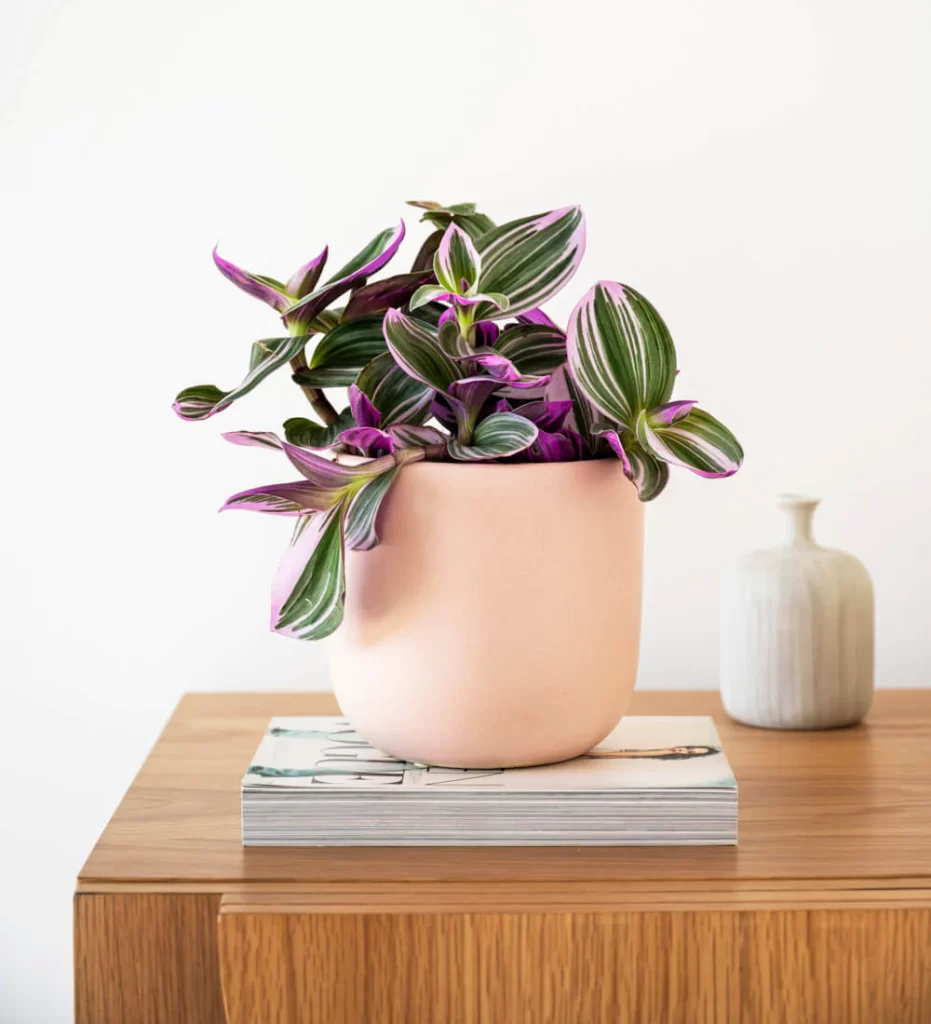 Incorporating Tradescantia into Your Home Décor