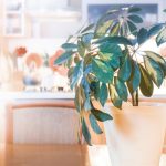 6 Surprising Health Benefits of Growing Umbrella Plants