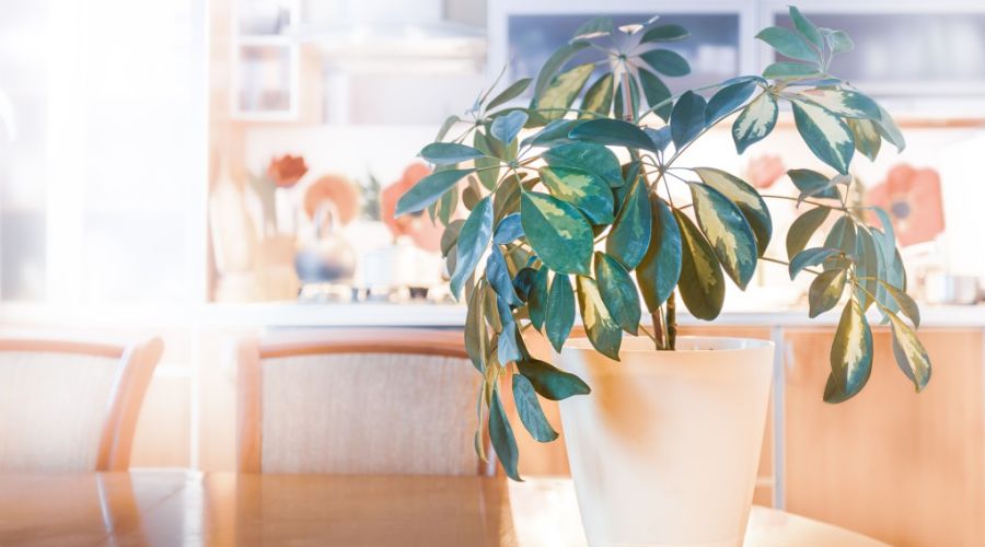 6 Surprising Health Benefits of Growing Umbrella Plants