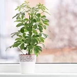 How to Identify Common Umbrella Plant Issues