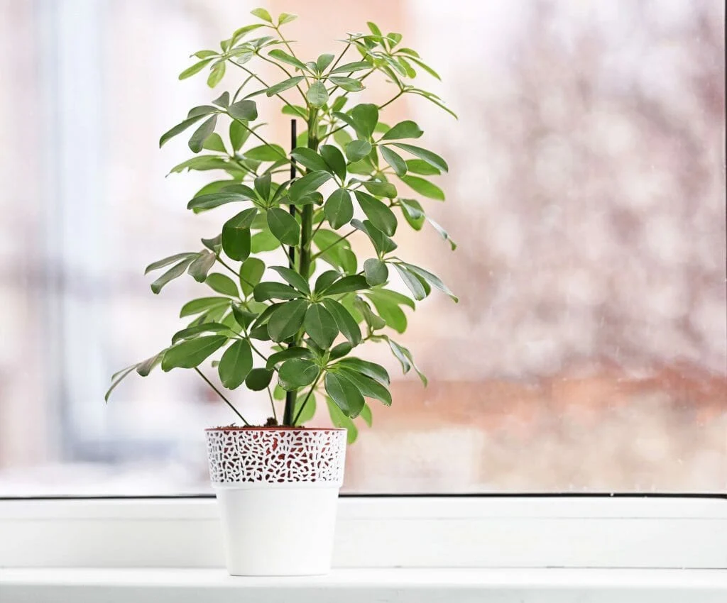 How to Identify Common Umbrella Plant Issues