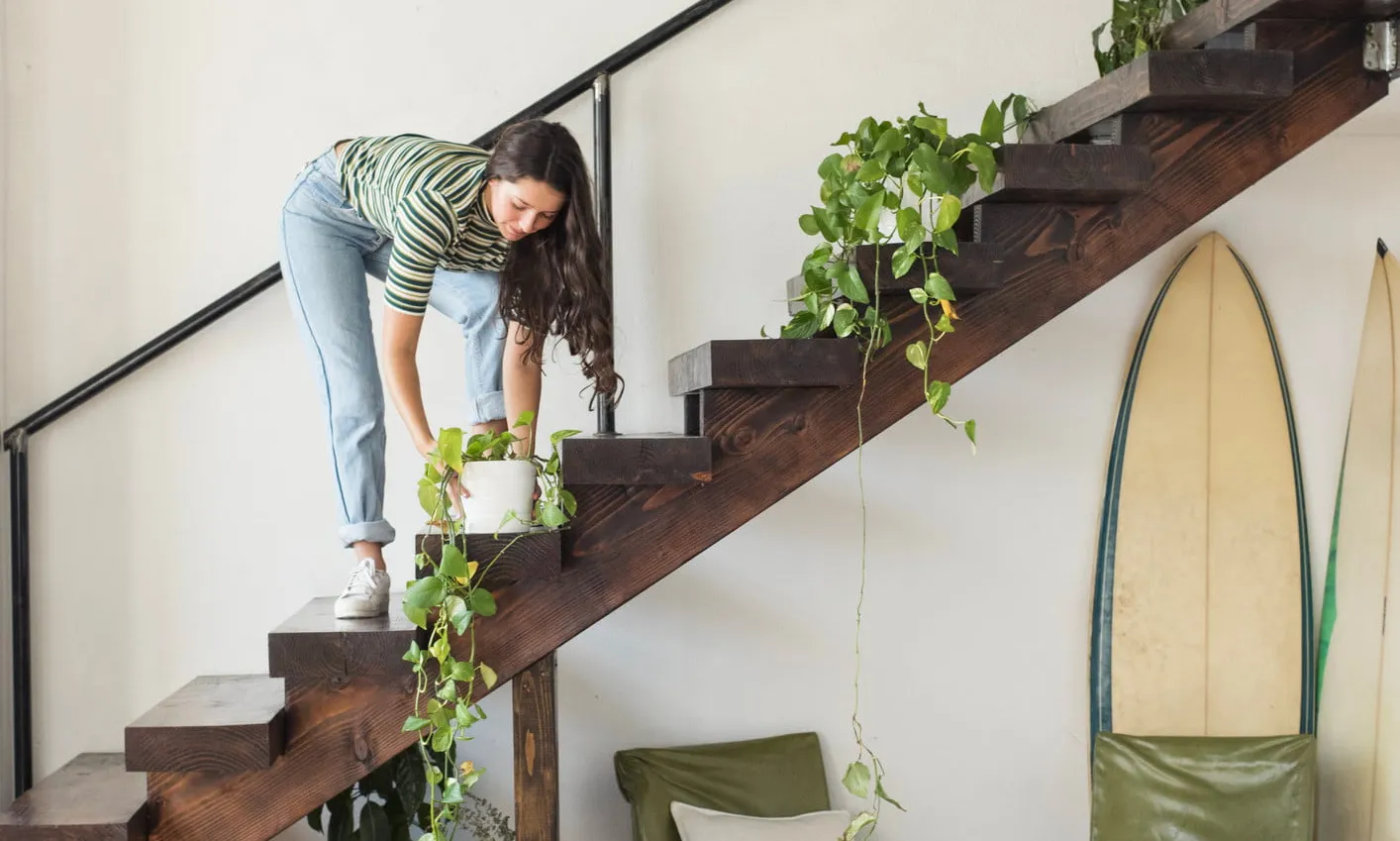 7 Creative Ways to Display Your Umbrella Plant