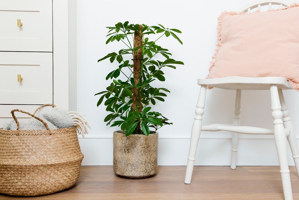 Low-Maintenance Umbrella Plant Care Tips