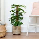 Low-Maintenance Umbrella Plant Care Tips