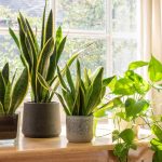 Indoor vs. Outdoor Umbrella Plant Care