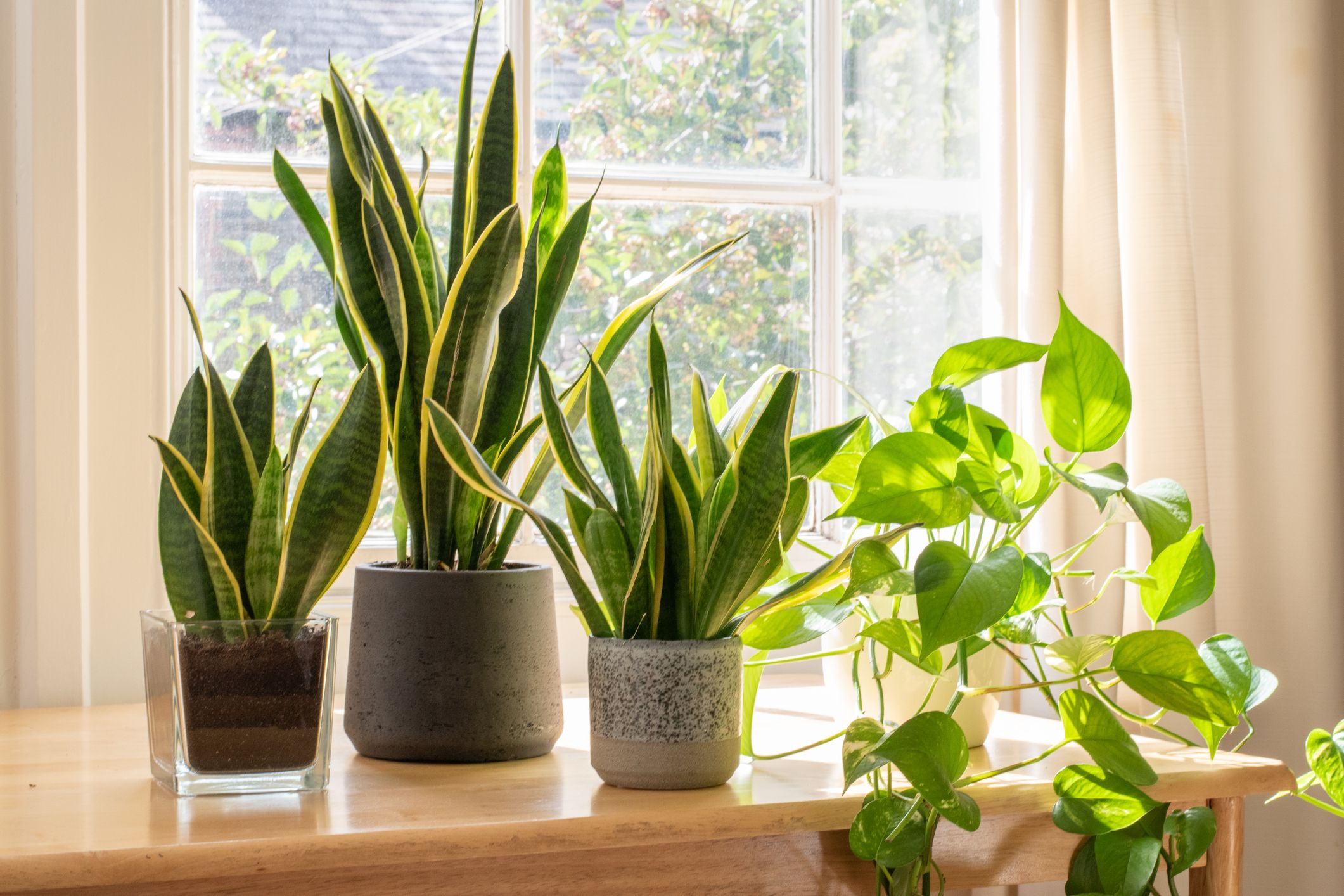 Indoor vs. Outdoor Umbrella Plant Care