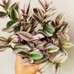 Tradescantia: The Perfect Houseplant for Beginners