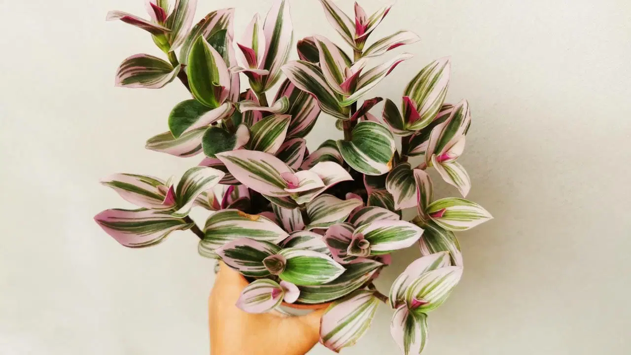 Tradescantia: The Perfect Houseplant for Beginners