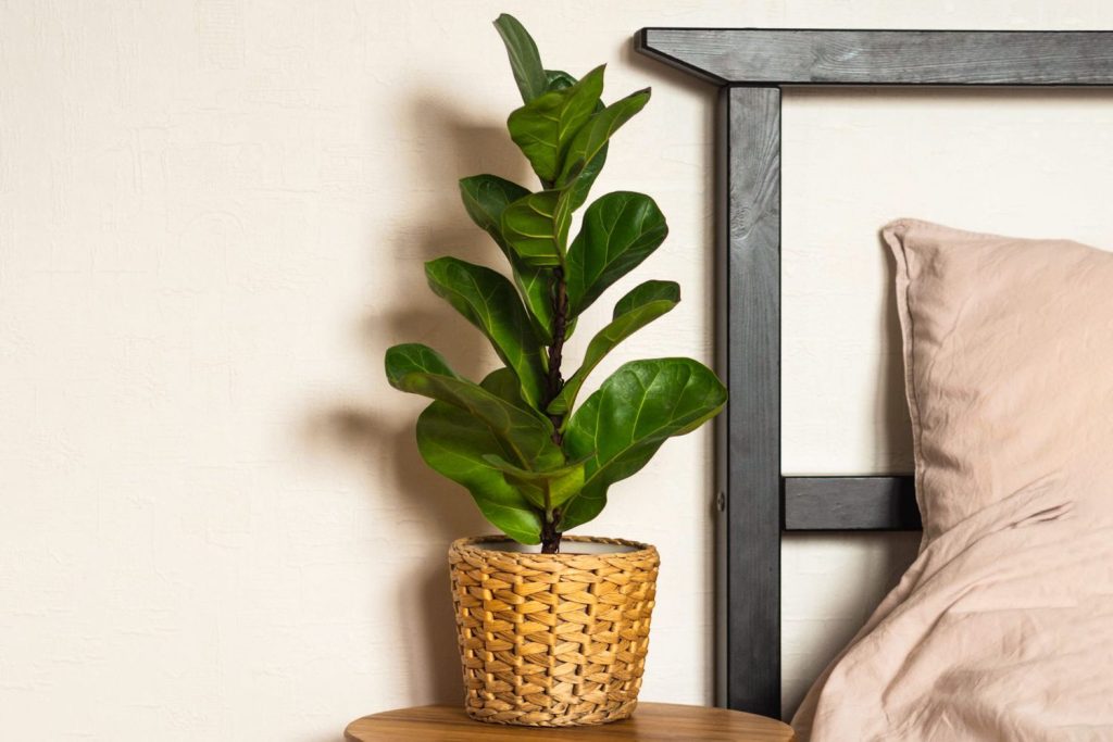 Transform Your Bedroom with These Top Plant Choices