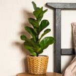 Transform Your Bedroom with These Top Plant Choices