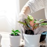 Ways to Clean and Dust Your Umbrella Plant