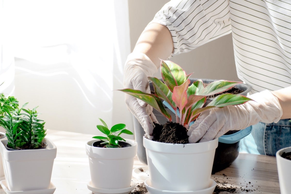 Ways to Clean and Dust Your Umbrella Plant缩略图