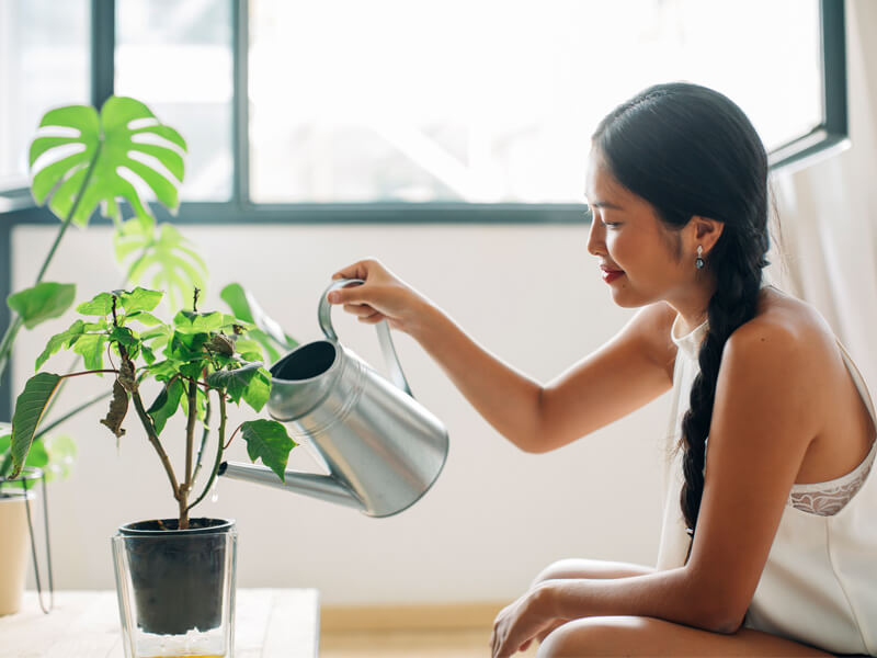 5 Tips for Pruning an Umbrella Plant