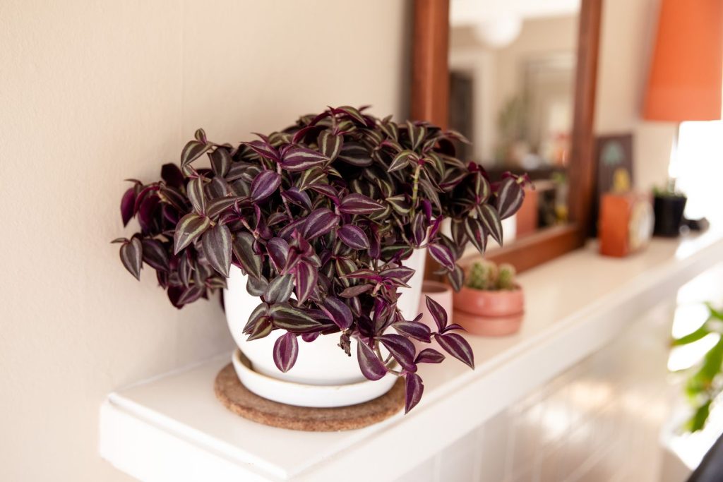 How to Solve Common Problems when Growing Tradescantia