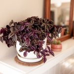 How to Solve Common Problems when Growing Tradescantia