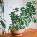 How to Care for Your Umbrella Plant