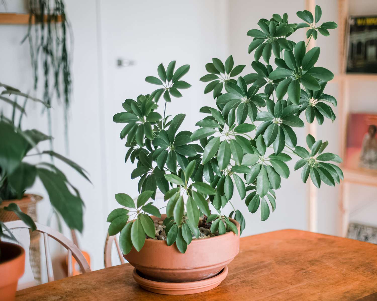 How to Care for Your Umbrella Plant