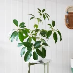 The Best Way to Water Your Umbrella Plant