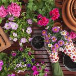 5 Easy Ways to Care for Pink Flowering Plants