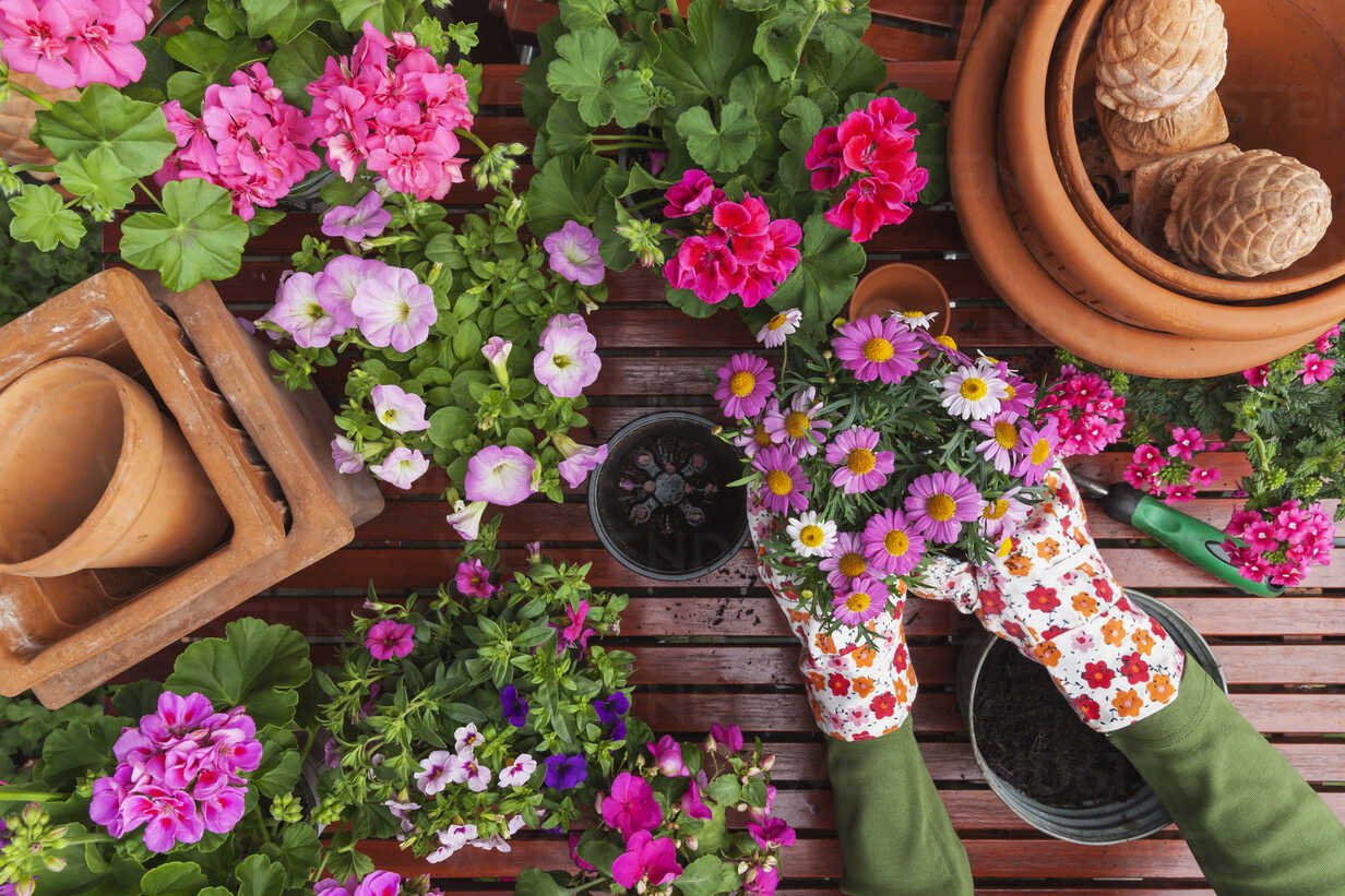 5 Easy Ways to Care for Pink Flowering Plants