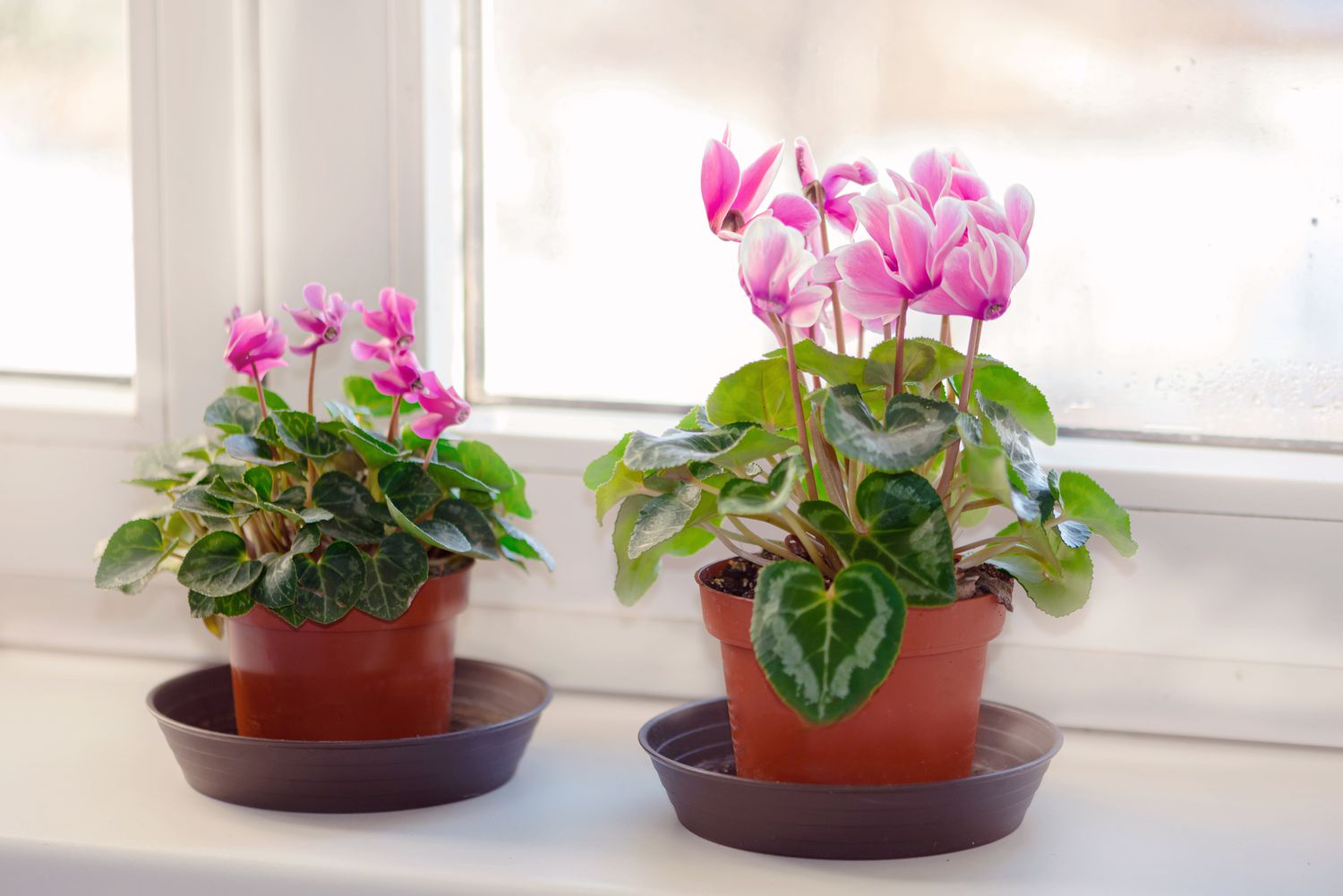 5 Easy Ways to Care for Pink Flowering Plants插图