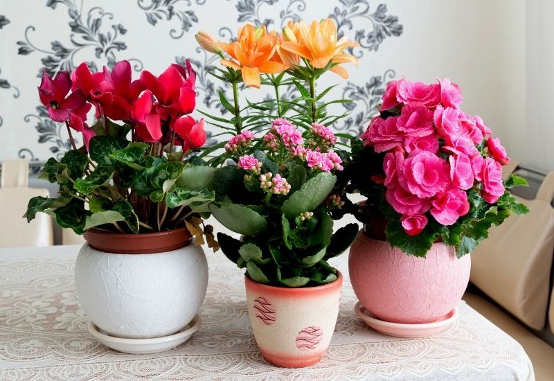 5 Easy Ways to Care for Pink Flowering Plants插图2