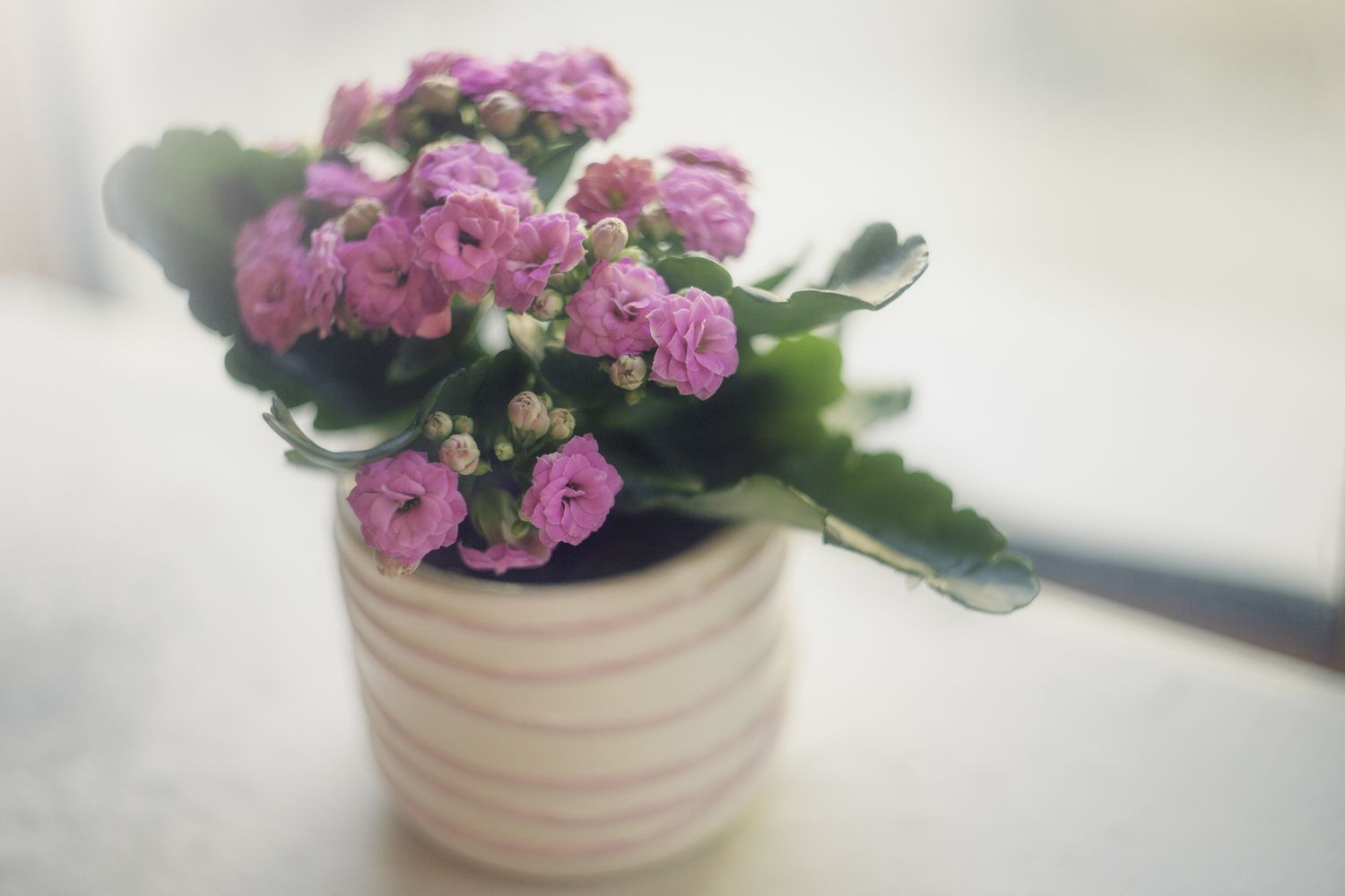 5 Easy Ways to Care for Pink Flowering Plants插图4