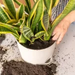 How to Repot a Rattlesnake Plant