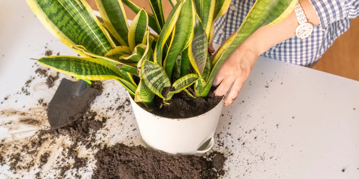 How to Repot a Rattlesnake Plant缩略图