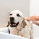 Zote Soap for Pets: Effective Ways to Keep Your Furry Friends Fresh