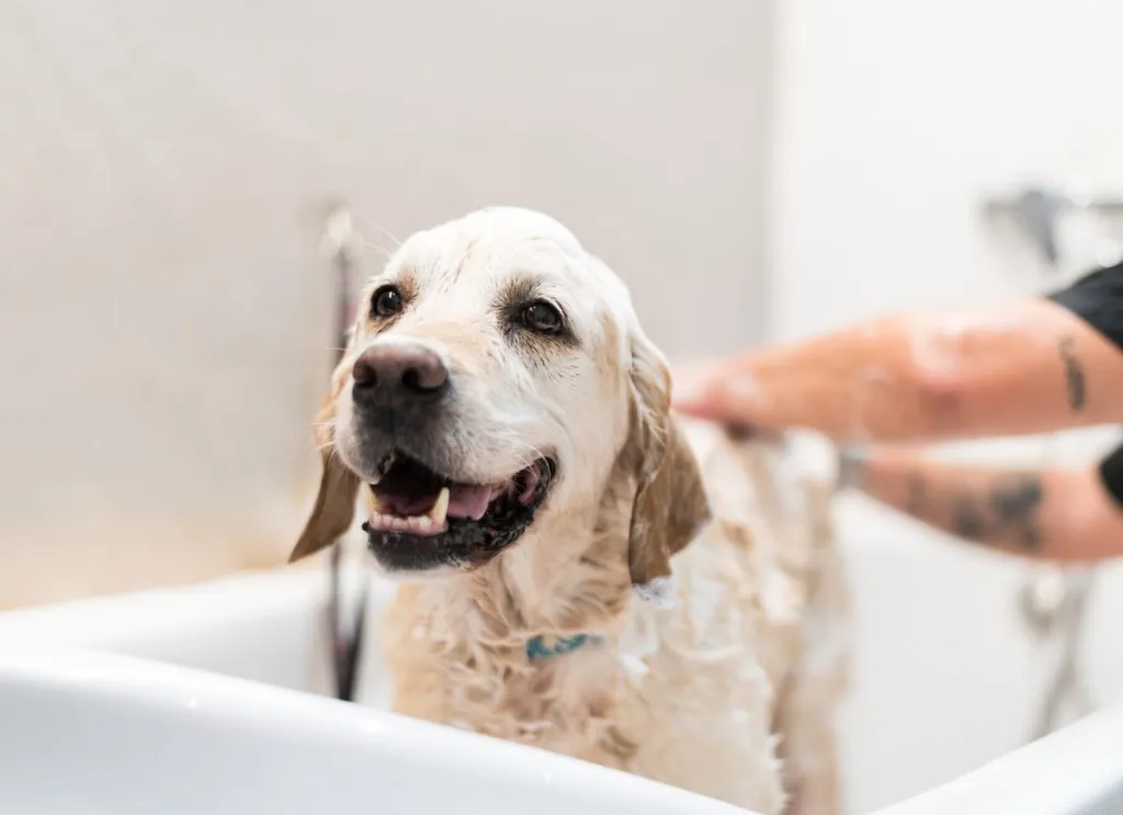 Zote Soap for Pets: Effective Ways to Keep Your Furry Friends Fresh缩略图