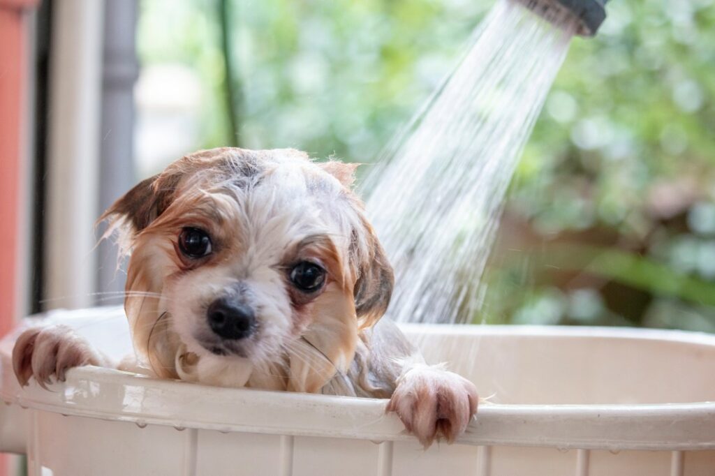Zote Soap for Pets: Effective Ways to Keep Your Furry Friends Fresh插图1