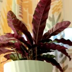 How to Identify Common Pests on Rattlesnake Plants