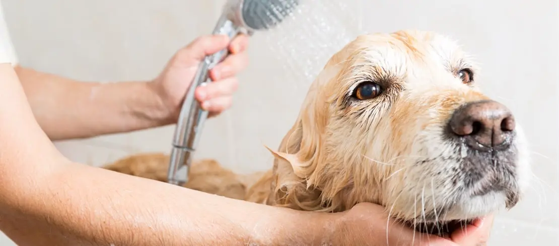 Zote Soap for Pets: Effective Ways to Keep Your Furry Friends Fresh插图