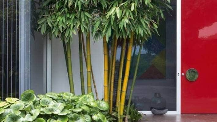 How to Successfully Grow Bamboo in Your Garden插图4