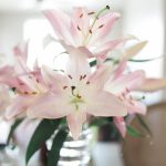 How to Dry Stargazer Lilies for Long-Lasting Beauty