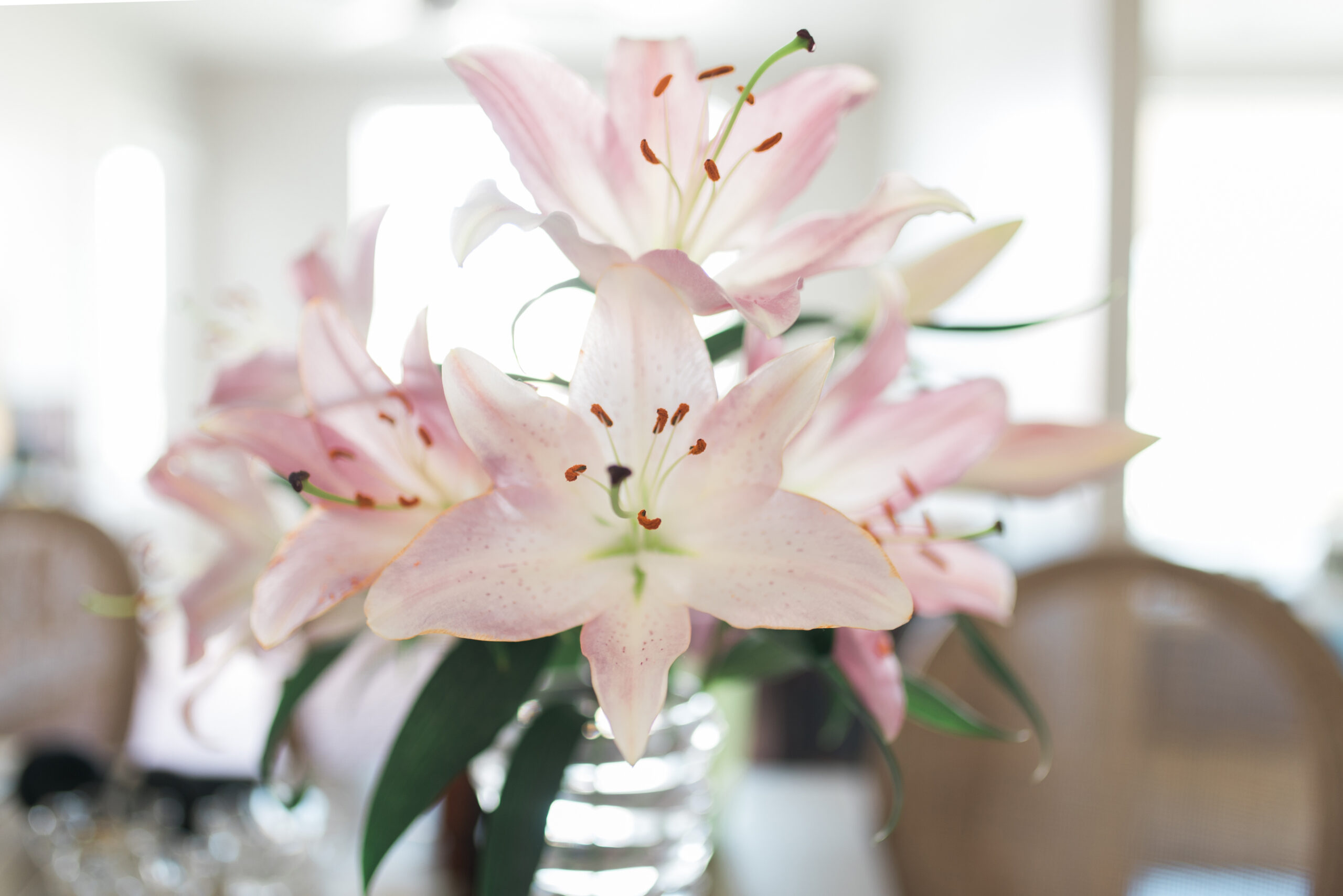 How to Dry Stargazer Lilies for Long-Lasting Beauty缩略图