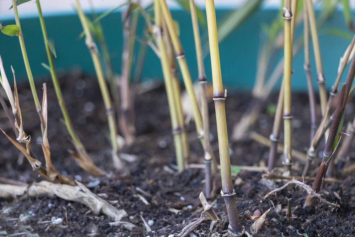 How to Successfully Grow Bamboo in Your Garden插图3