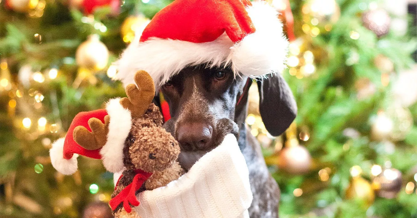 Some Thoughtful Stocking Stuffers for Pet Lovers插图4