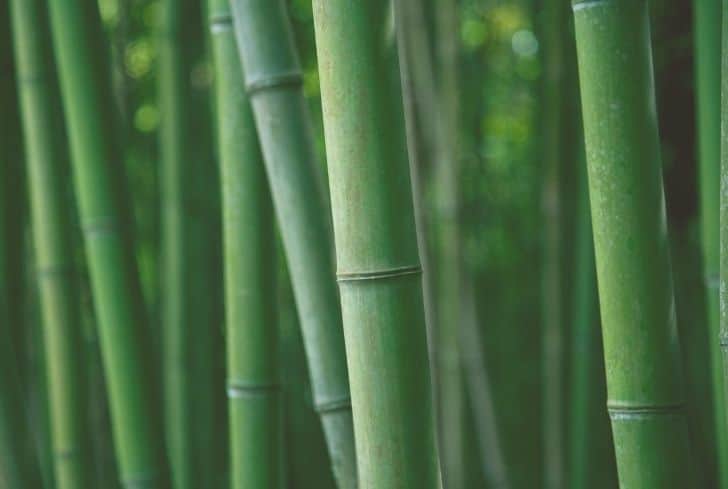 How to Successfully Grow Bamboo in Your Garden插图